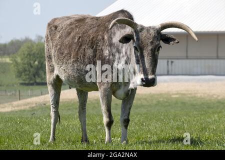 Close-up portrait of a zebu (Bos taurus indicus) or zebu mix cattle standing in a pasture next to a farm building on a sunny day and looking at camera Stock Photo