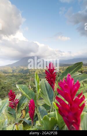 Vibrant, red ginger flowers (Alpinia purpurata) bloom in front of Arenal Volcano, an active stratovolcano, with a dramatic cloud formation hovering... Stock Photo