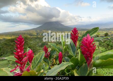 Vibrant, red ginger flowers (Alpinia purpurata) bloom in front of Arenal Volcano, an active stratovolcano, with a dramatic cloud formation hovering... Stock Photo