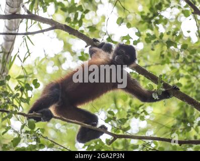 Portrait of a Geoffroy's spider monkey (Ateles geoffroyi) looking down at the camera as it stands hanging from a tree branch in the rainforest canopy Stock Photo