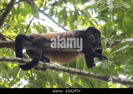 A mantled howler monkey (Alouatta palliata) rests on a tree branch in a rainforest in the Osa Peninsula, looking at the camera; Puntarenas, Costa Rica Stock Photo