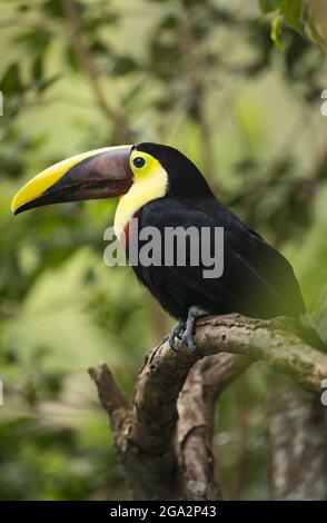 Profile portrait of a chestnut-mandibled toucan (Ramphastos ambiguus swainsonii) perches in a tree in the Costa Rican rainforest Stock Photo