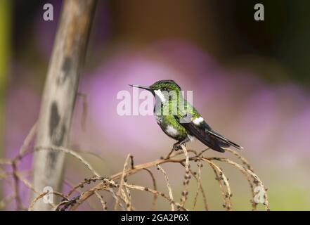 Female Green Thorntail (Discosura conversii) hummingbird rests on a tree branch; Costa Rica Stock Photo