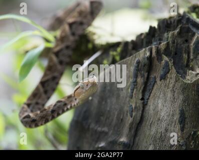 A juvenile Fer-de-lance (Bothrops asper) slithers along the forest floor in Corcovado National Park; Puntarenas, Costa Rica Stock Photo