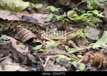 A Fer-de-lance (Bothrops asper) along the ground of the tropical forest in Corcovado National Park; Puntarenas, Costa Rica Stock Photo
