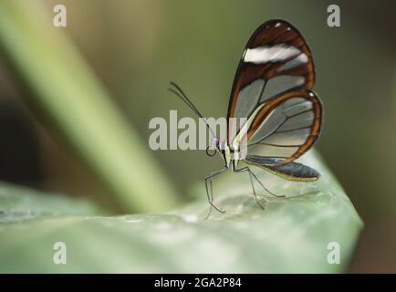 A Greta oto or Glasswing butterfly rests on a leaf; Monteverde, Costa Rica Stock Photo