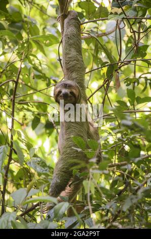 A male, brown-throated, three-toed sloth (Bradypus variegatus) turns his head to look at the camera while hanging from a tree in Manuel Antonio Nat... Stock Photo