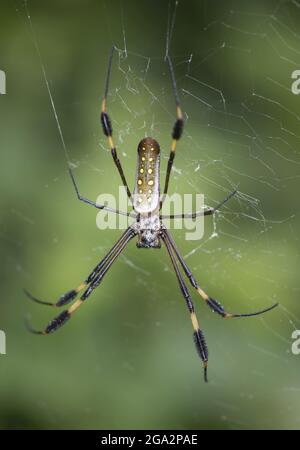 A female Golden Orb-Weaver (Nephila clavipes) resting in it's spiderweb; Costa Rica Stock Photo