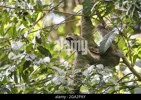 A male, brown-throated, three-toed sloth (Bradypus variegatus) hanging sideways from a tree in Manuel Antonio National Park Stock Photo