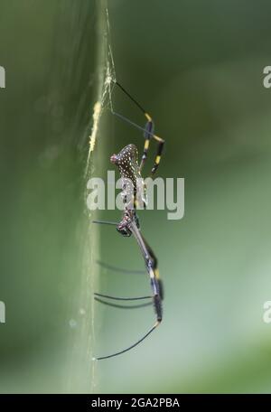 A female Golden Orb-Weaver (Nephila clavipes) resting in it's spiderweb; Costa Rica Stock Photo