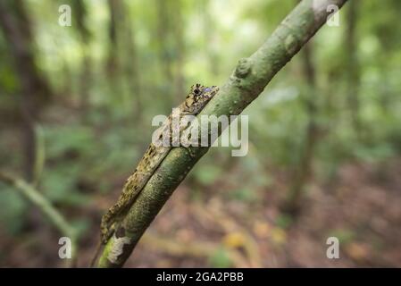 A Pug-nosed anole (Noros capito) on a small tree branch in Corcovado National Park in Costa Rica; Puntarenas, Costa Rica Stock Photo