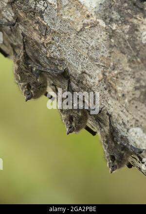 Proboscis bats (Rhynchonycteris naso) rest on a tree trunk along the Sierpe River in Costa Rica; Puntarenas, Costa Rica Stock Photo