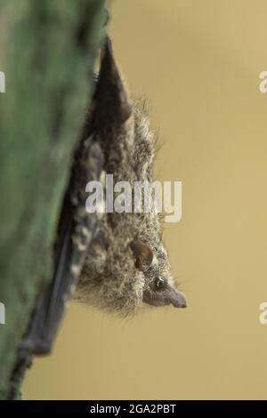 Proboscis bat (Rhynchonycteris naso) rests on a tree trunk along the Sierpe River in Costa Rica; Puntarenas, Costa Rica Stock Photo