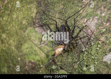 Tailless whip scorpion (Amblypygi) catches an insect; Puntarenas, Costa Rica Stock Photo
