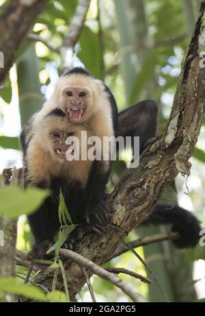Close-up of two, white-headed capuchin monkeys (Cebus capucinus) baring their teeth while standing in a tree in the rainforest; Puntarenas, Costa Rica Stock Photo