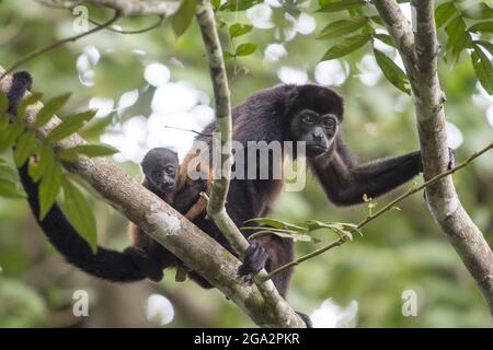 An infant Mantled howler monkey (Alouatta palliata) and it's mother in a tree in a rainforest in the Osa Peninsula of Costa Rica Stock Photo