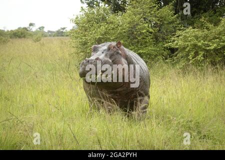 Portrait of a hippopotamus (Hippopotamus amphibius) standing in a field on the savannah by bushes eating a mouthful of grass and eyeing the camera Stock Photo