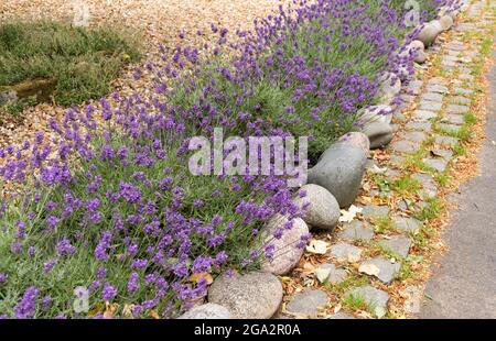 Lavender flowers and stones flower bed Stock Photo