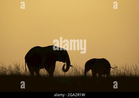African bush elephant (Loxodonta africana) and calf during sunrise; Narok, Masai Mara, Kenya Stock Photo
