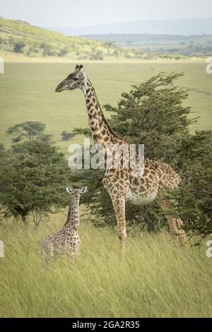 Masai giraffe (Giraffa tippelskirchi) and baby stand in grassland; Narok, Masai Mara, Kenya Stock Photo