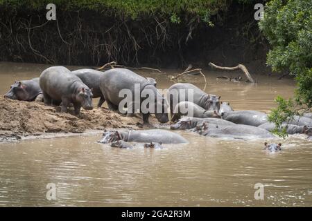 Hippo pod (Hippopotamus amphibius) at sandy bend in river; Narok, Masai Mara, Kenya Stock Photo