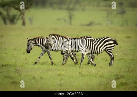 Line of three plains zebras (Equus quagga) walking across grassland; Narok, Masai Mara, Kenya