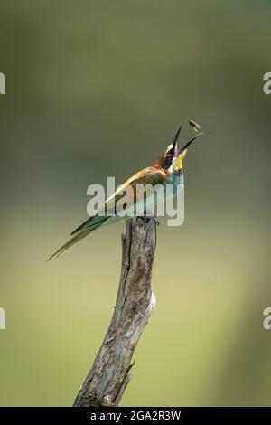 A European bee-eater (Merops apiaster) perched on a dead tree stump tosses a fly up in the air. It has green and brown wings with a black, brown an... Stock Photo