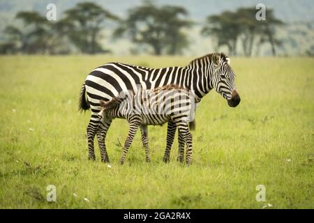 Plains zebra (Equus quagga) stands nursing foal in grass; Narok, Masai Mara, Kenya Stock Photo