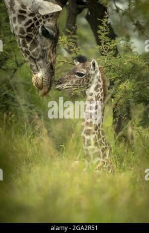 Baby Masai giraffe (Giraffa tippelskirchi) lies in grass with mother; Narok, Masai Mara, Kenya Stock Photo