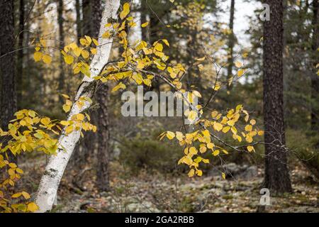 Yellow leaves on a tree in autumn; Thunder Bay, Ontario, Canada Stock Photo