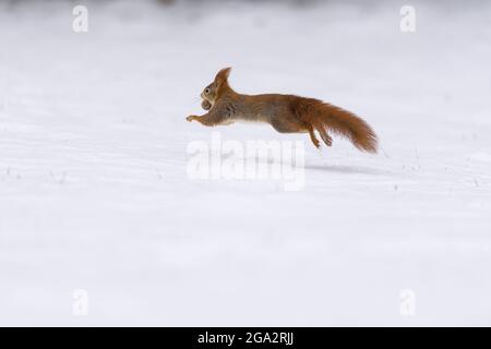 Red Squirrel (Sciurus vulgaris) running in snow carrying an acorn in it's mouth; Germany Stock Photo