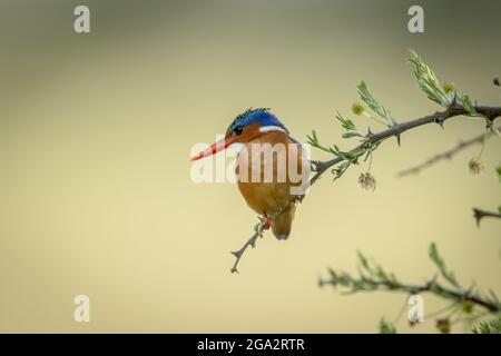 Malachite kingfisher (Corythornis cristatus) perched on thornbush facing left; Narok, Masai Mara, Kenya Stock Photo