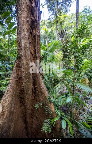 Buttress roots of a rainforest tree. Daintree National Park, Queensland ...