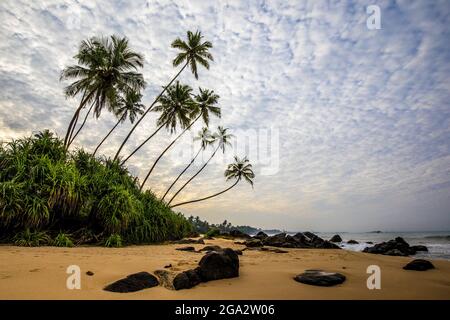 Palm trees (Arecaceae) rocks and sand on the Indian Ocean shore of Kumu Beach; Balapitiya, Galle District, Sri Lanka Stock Photo