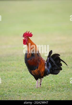 Wild rooster crowing on grass lawn (Gallus gallus domesticus) Stock Photo