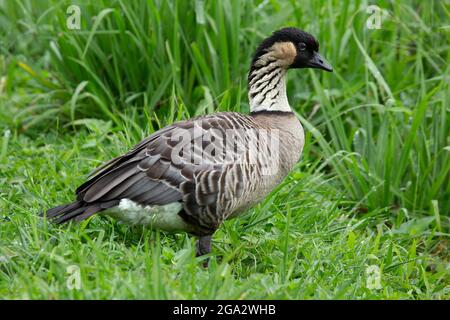 Nene, the world's rarest goose and Hawaii's state bird, in the grass of Hanalei Valley on the north shore of Kauai, Hawaii (Branta sandvicensis) Stock Photo