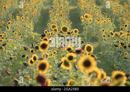 Overview of a field of sunflowers (Helianthus) with dark center disks, blooming in a field in summertime; Virginia, United States of America Stock Photo