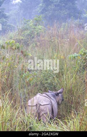 View taken from behind of an Indian, one horned unicorn rhinoceros (Rhinoceros unicornis) standing in the brush in Chitwan National Park Stock Photo