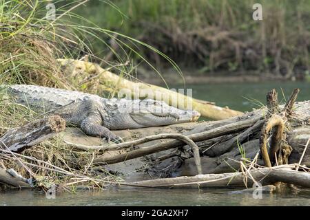Marsh mugger crocodile (Crocodylus palustris) basking on the shores of the Narayani River in Chitwan National Park; Chitwan, Nepal Stock Photo
