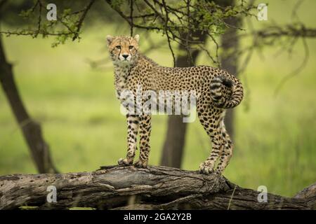 Cheetah cub (Acinonyx jubatus) stands on log curling tail, Maasai Mara National Reserve; Narok, Masai Mara, Kenya Stock Photo