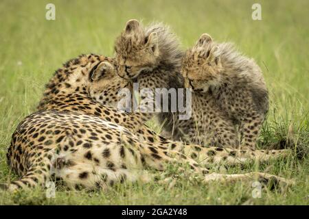 Two cheetah cubs (Acinonyx jubatus) play in grass with mother, Maasai Mara National Reserve; Narok, Masai Mara, Kenya Stock Photo