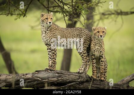 Two cheetah cubs (Acinonyx jubatus) standing on a dead log, Maasai Mara National Reserve; Narok, Masai Mara, Kenya Stock Photo