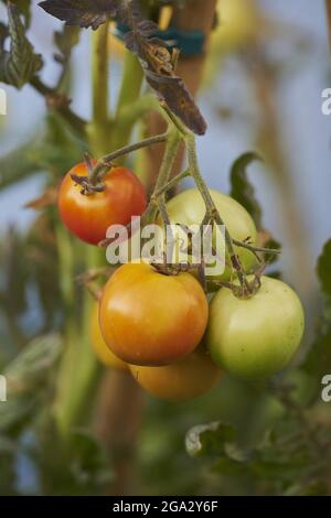 Close-up of tomatoes (Solanum lycopersicum) fruits, hanging on the vine; Bavaria, Germany Stock Photo