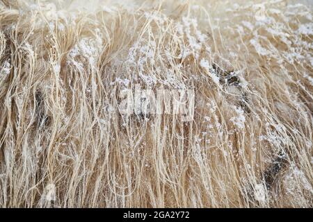Detail of snowflakes on a sheep's (Ovis aries) wool in winter; Little Fatra (Kleine Fatra), Carpathian Mountains, Terchova, Slovakia Stock Photo