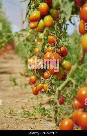 Close-up of ripe tomatoes (Solanum lycopersicum) hanging on the vine in a garden beside a dirt path in summer; Upper Palatinate, Bavaria, Germany Stock Photo