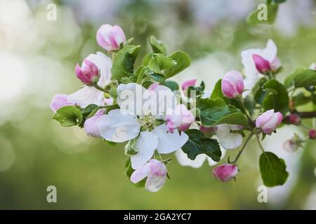 Close-up of orchard apple (Malus domestica) blossoms; Bavaria, Germany Stock Photo