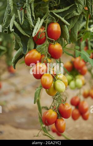 Close-up of ripe tomatoes (Solanum lycopersicum) on the vine in a garden in summer; Upper Palatinate, Bavaria, Germany Stock Photo