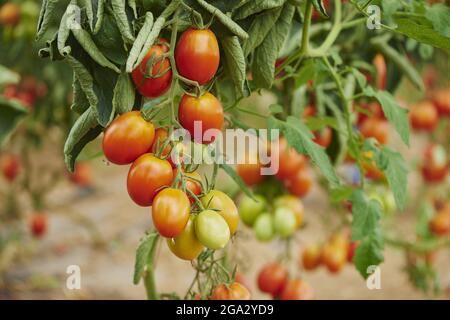 Close-up of ripe tomatoes (Solanum lycopersicum) on the vine in a garden in summer; Upper Palatinate, Bavaria, Germany Stock Photo