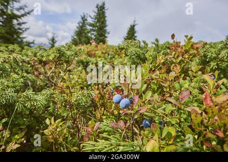 Close-up of bog bilberry or bog blueberry (Vaccinium uliginosum) fruits on Mount Schüttenhöhe, Zell am See, Kaprun; Salzburg State, Austria