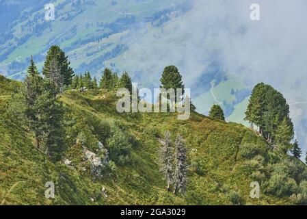 Scots pine (Pinus sylvestris) trees on Mount Schüttenhöhe above Zell am See, Kaprun; Salzburg State, Austria Stock Photo